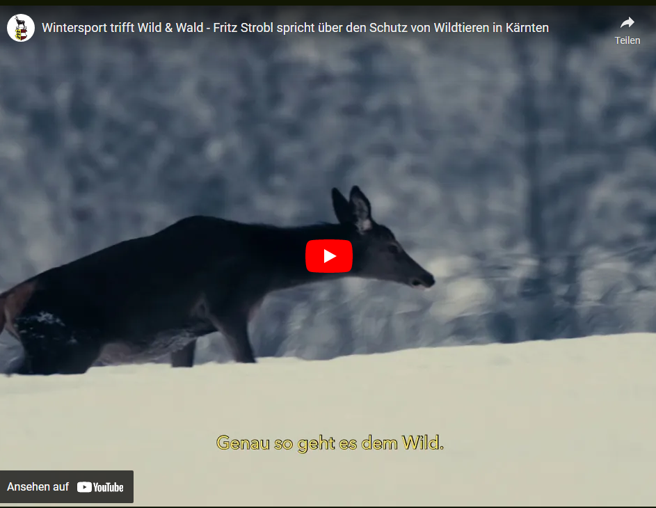 Wintersport trifft Wild & Wald